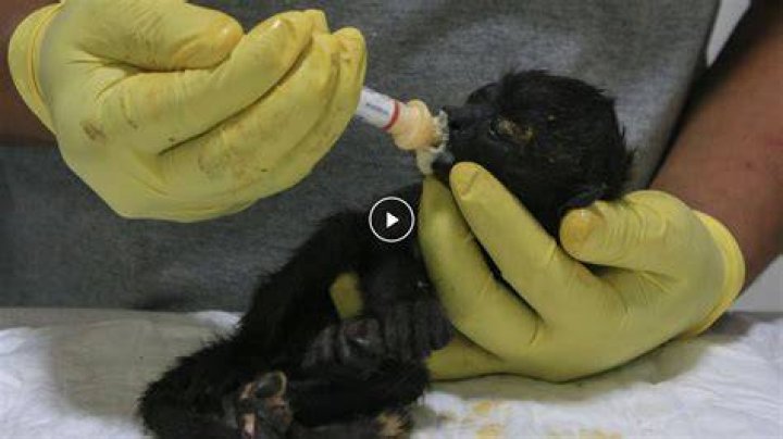 Cooked monkeys are regularly sold at bush meat markets, with some believing they are an aphrodisiac