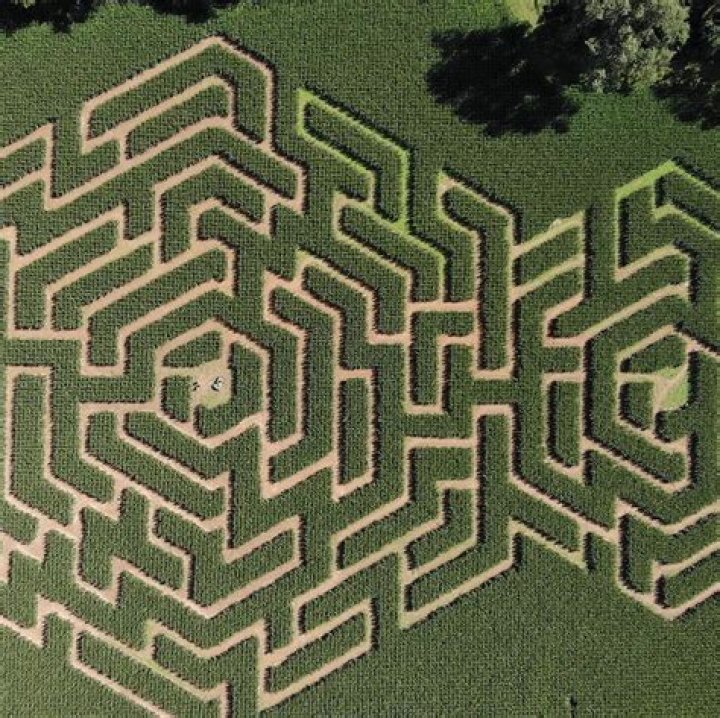 Corn Maze