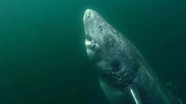  Could the Greenland shark be the origin of the Loch Ness monster legend?
