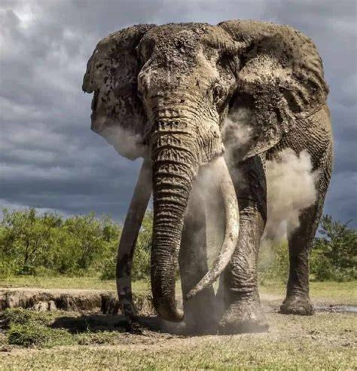 Craig, 50, is protected from poachers and hunters 24 hours a day by a band of Masai warriors