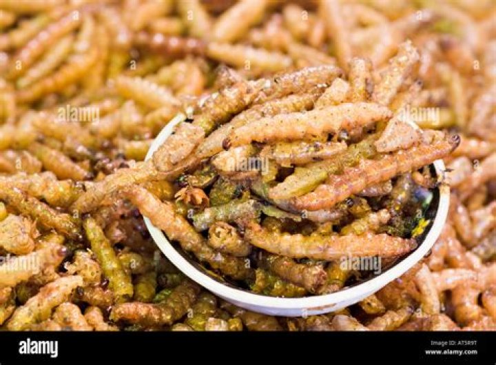 Deep-fried caterpillars are hugely popular in South Africa