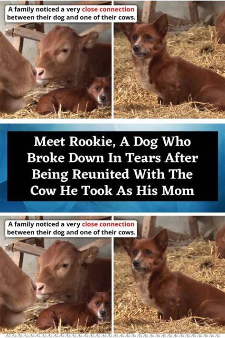 Dog broke down in tears during an interview when speaking about his late wife Beth