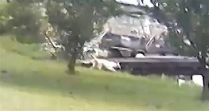 Dog owner Dale Barberi called the security video of the horrifying moment 'kind of shocking' and said he's never seen alligators in the lake before