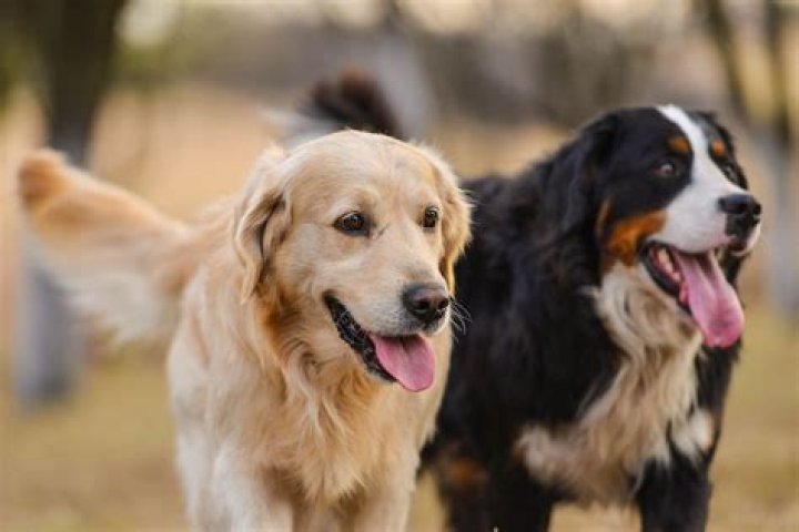  Dog's beloved late wife Beth, who died from cancer in June