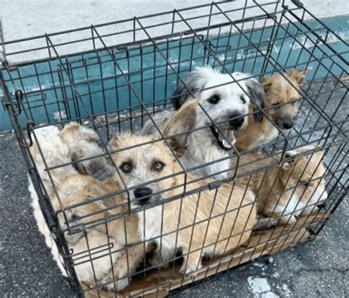  Dogs crammed in a cage at a dog meat festival in Yulin in 2016