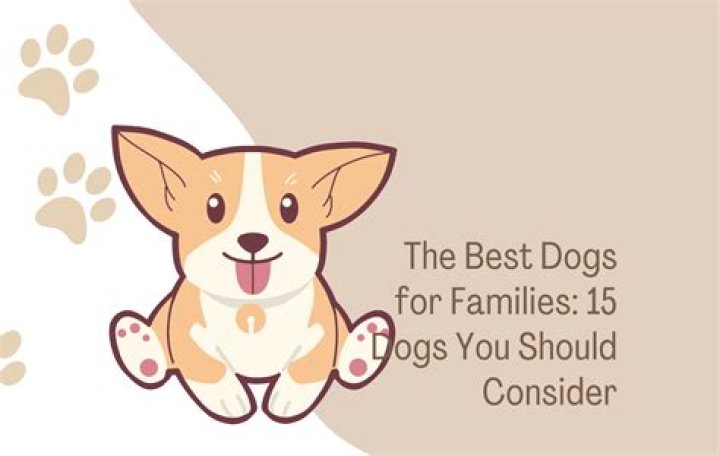 Dogs should be kind to themselves and listen to their needs