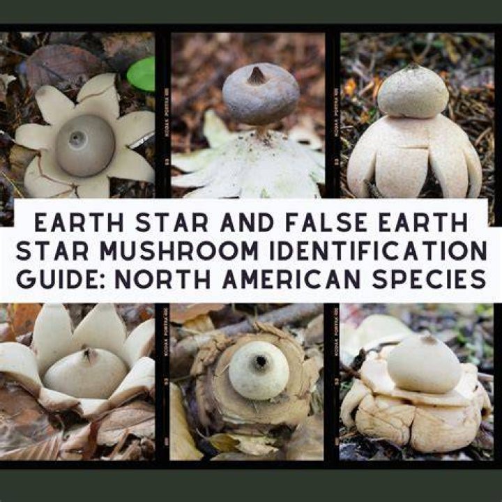 earth & star
