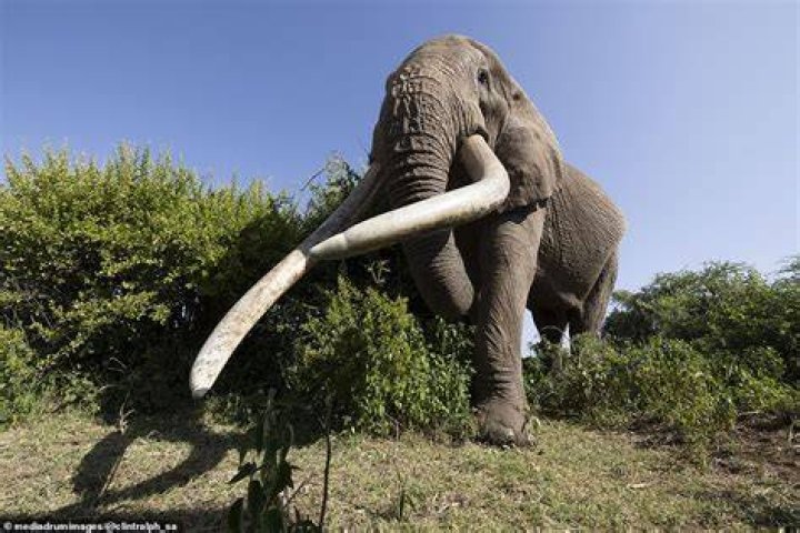 Elephant Craig has giant tusks each weighing 100lb