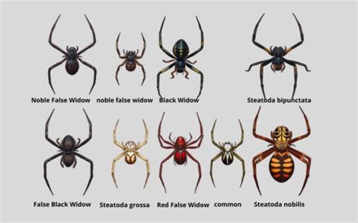 False widows are recognisable from the markings on their body
