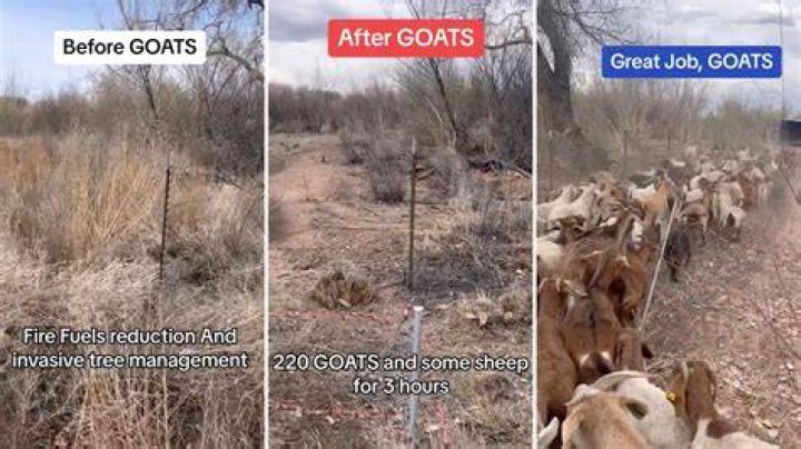 Fire Goats are persistent and creative