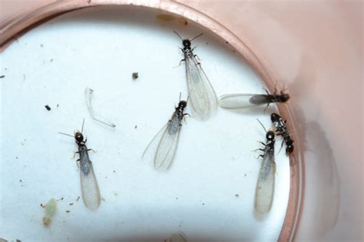  Flying ants only live up to a couple of days after flying ant day.