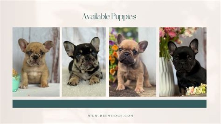 French bulldogs, with their statement bat-like ears, can sell for up to $10,000