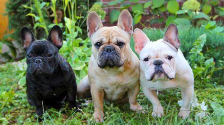 Frenchies are one of the most popular breeds of dog