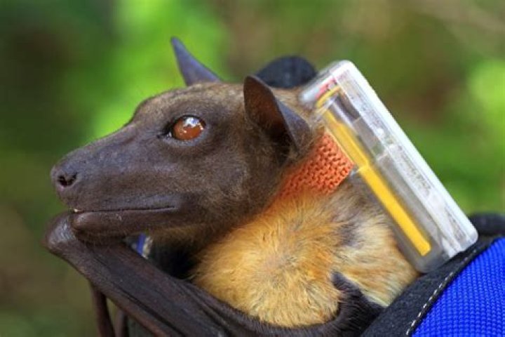 Fruit bats are known transmitters of the deadly virus