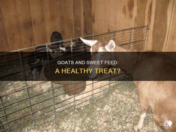 Ghanaians feed goats and treat them as pets during Christmas only to slaughter them for meals