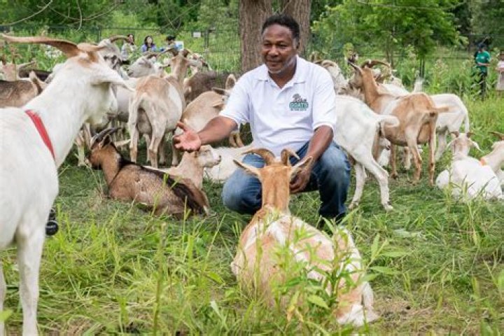 Goats will have tremendous career success this year and will be praised 