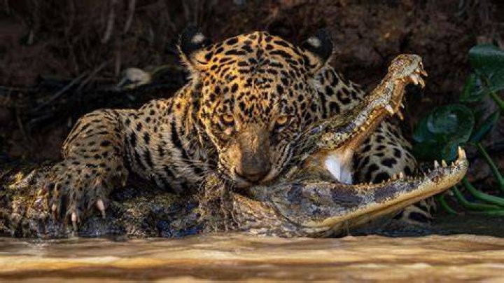 He also works on wildlife like fawns and snapping turtles