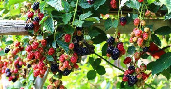He grows tomatoes, blackberries and more