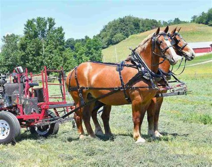 Horses pull a farm implement through a snow-covered field in Salisbury, Pennsylvania