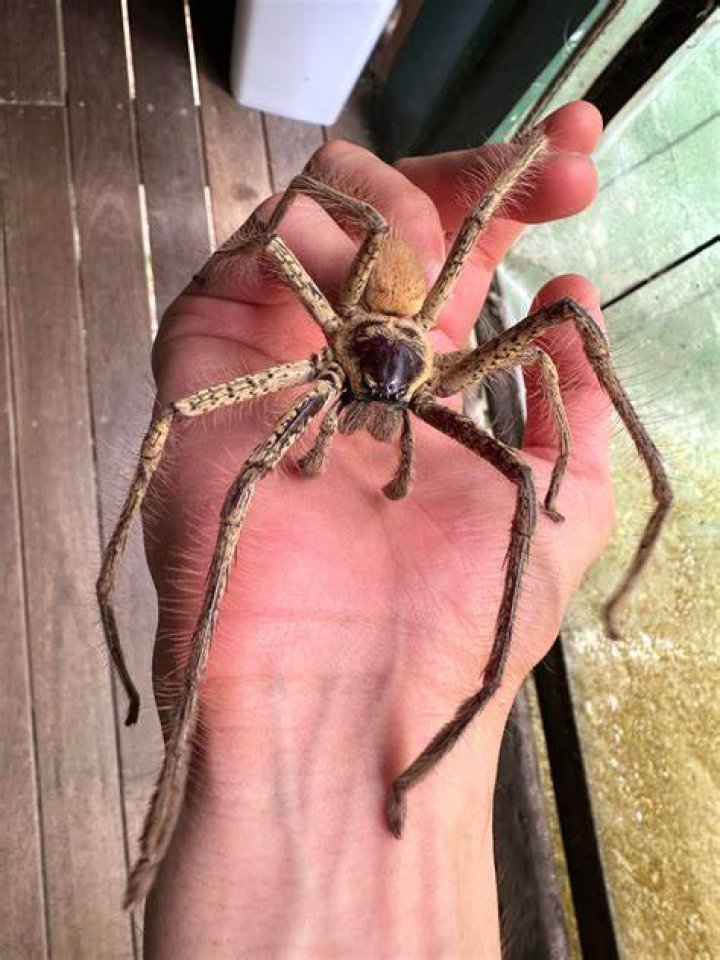 Huntsman spiders are one of the largest in the world and are also venomous