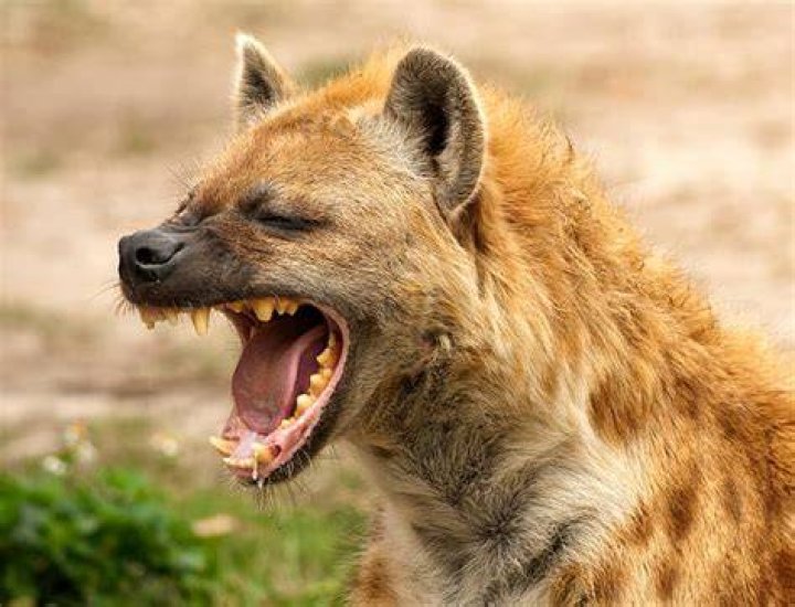 Hyenas have powerful jaws that can crush bones