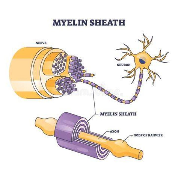 Illustration of how the sheath work and is placed inside the penis to keep it erect
