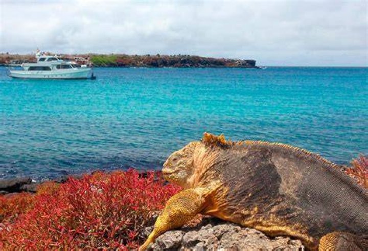 In the Galapagos Islands Campana and his Wag Ariana hired a boat