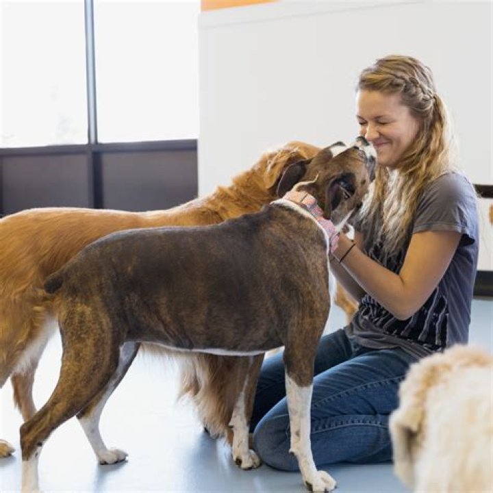 Instead, your dog should enjoy pet-friendly food, like a veggie dinner
