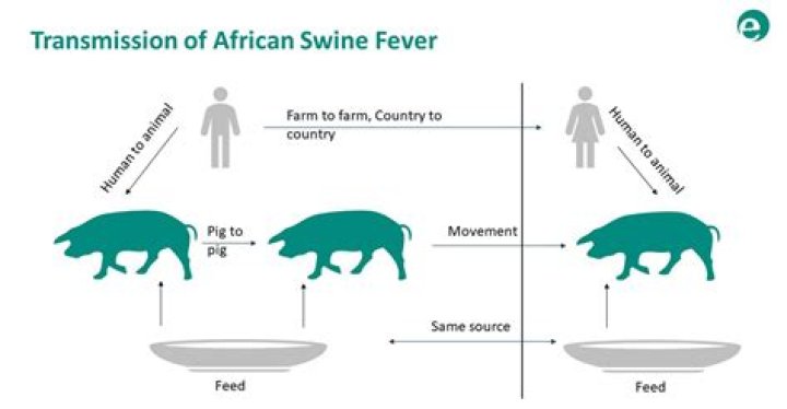 It can be a swine of a name but Kevin Bacon sees the funny side as he lies down in a pen with four pigs