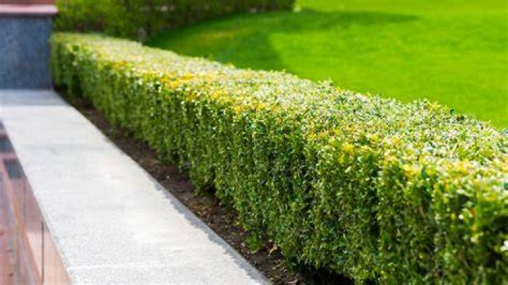 Keep hedges and plants on your boundary neat and tidy to avoid resentment