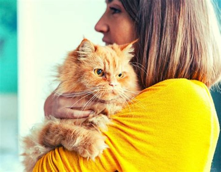Keep your feline companion happy and keep your house fresh