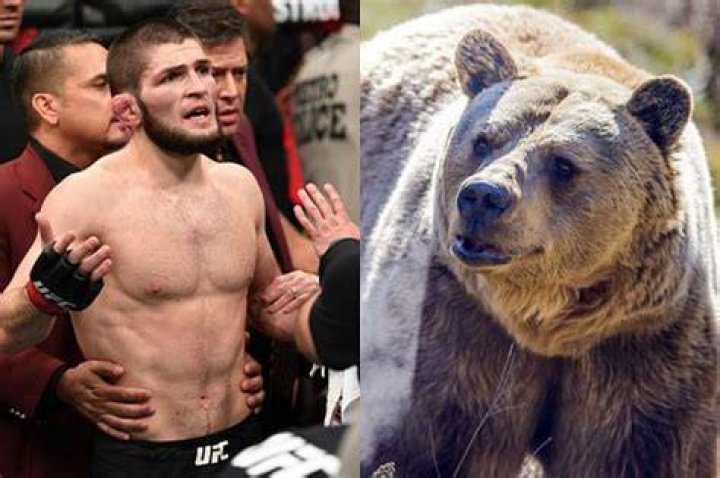 Khabib wrestled a bear again in 2015