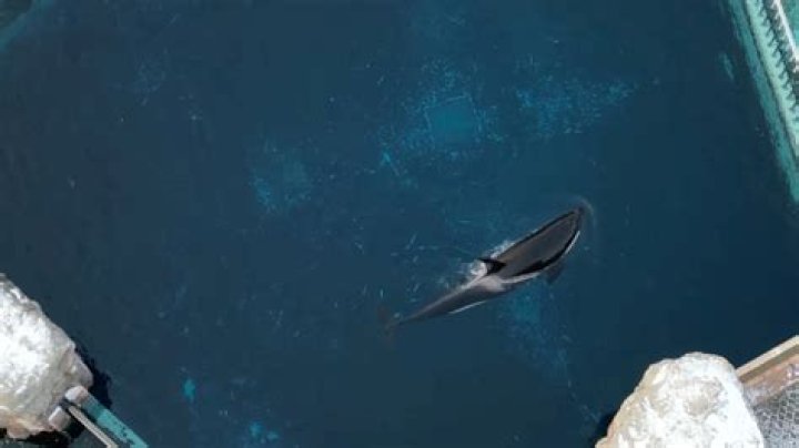 Kiska has been alone since 2011 after outliving her tank mates, including her five babies