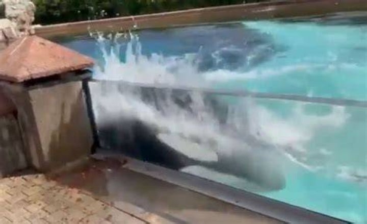 Kiska was seen thrashing against the side of her tank at MarineLand