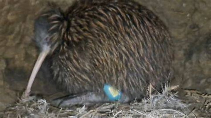 Kiwi has been undergoing physical therapy to help regain her strength and has been learning to walk again with an old homemade wheelchair