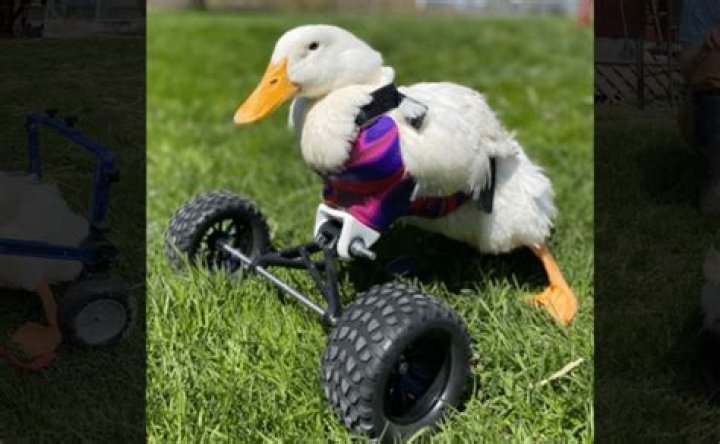 Kiwi the duck was paralysed in a fox attack but is learning to waddle again &mdash; with a souped-up monster quad wheelchair