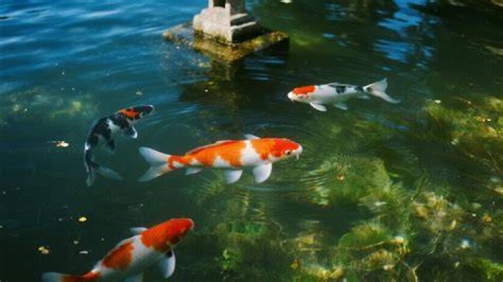 Koi