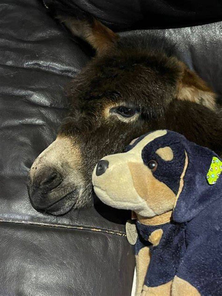 Kye and his owner, Gražina Pervenis, 40, from Licolnshire