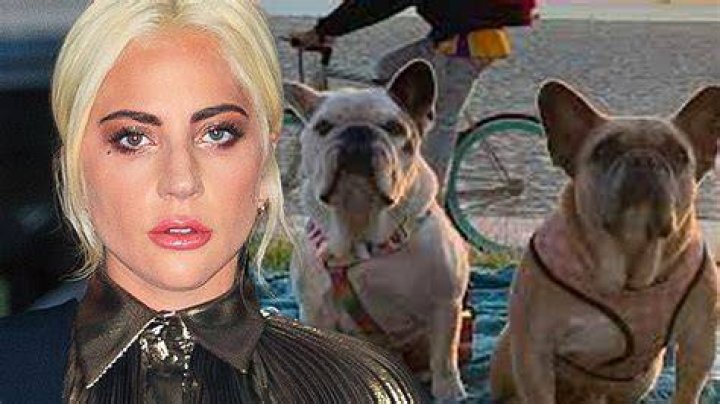 Lady Gaga&rsquo;s Dog Walker Shot While Walking Her Bulldogs