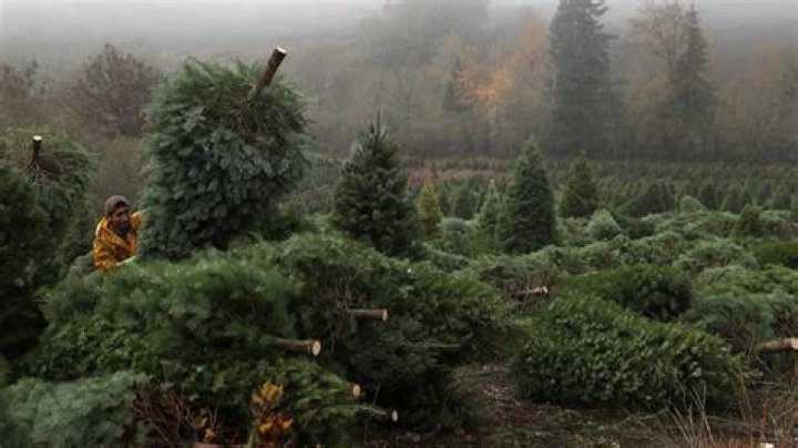 Millions of Christmas trees are cropping up in Britain now it's the festive season