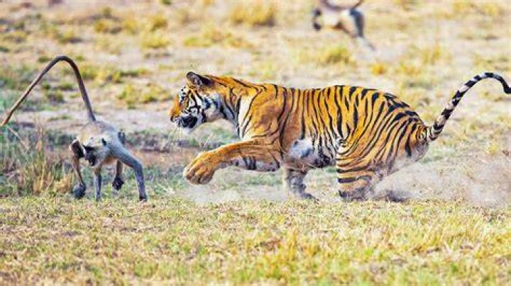 Monkeys and Tigers are not a good match 