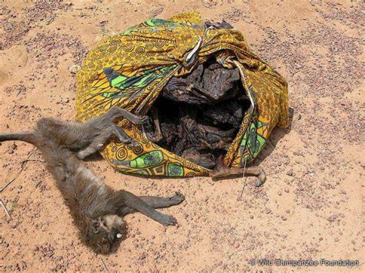Monkeys are often slaughtered at bush meat markets