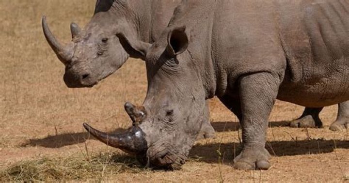 More than 1,000 rhinos are slaughtered every year for their horns
