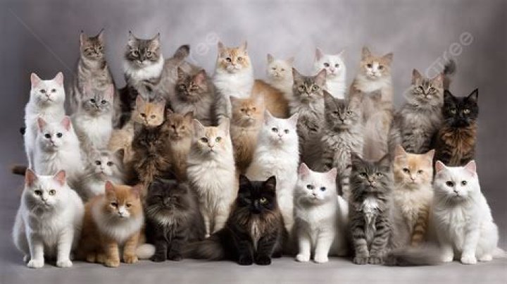 One of the many cats bought for the VA's experiments