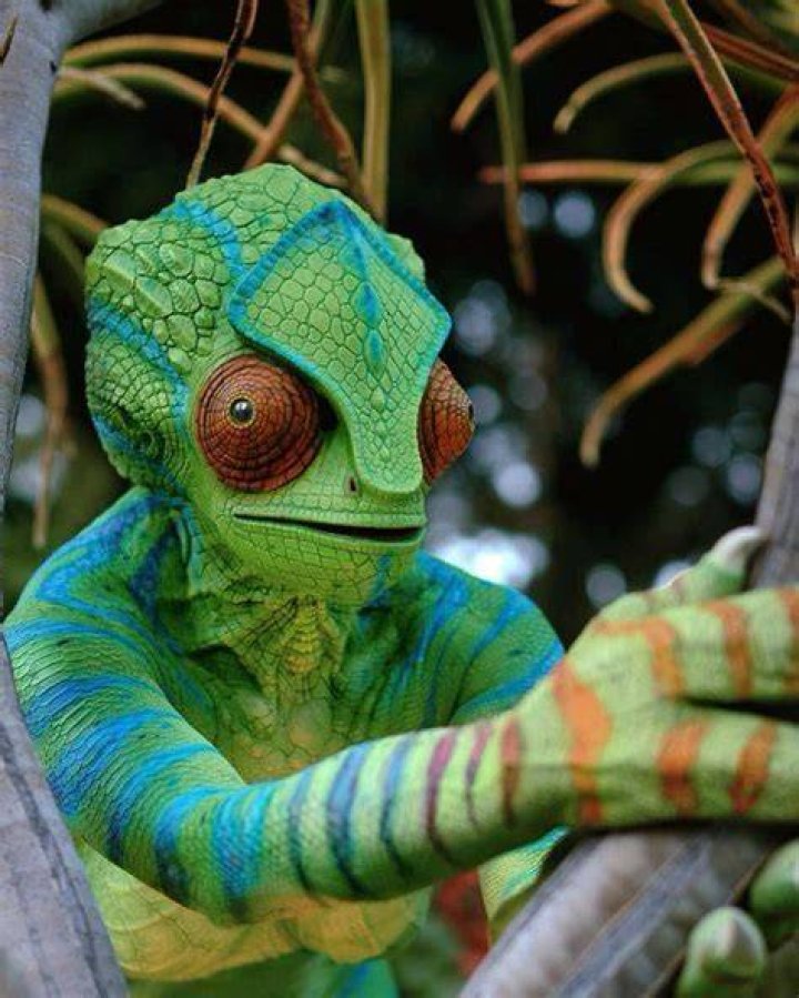 One person insisted the chameleon should have been eliminated instead