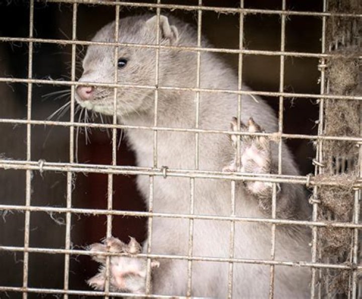 Over 15,000 farmed minks were killed in Utah over Covid-19