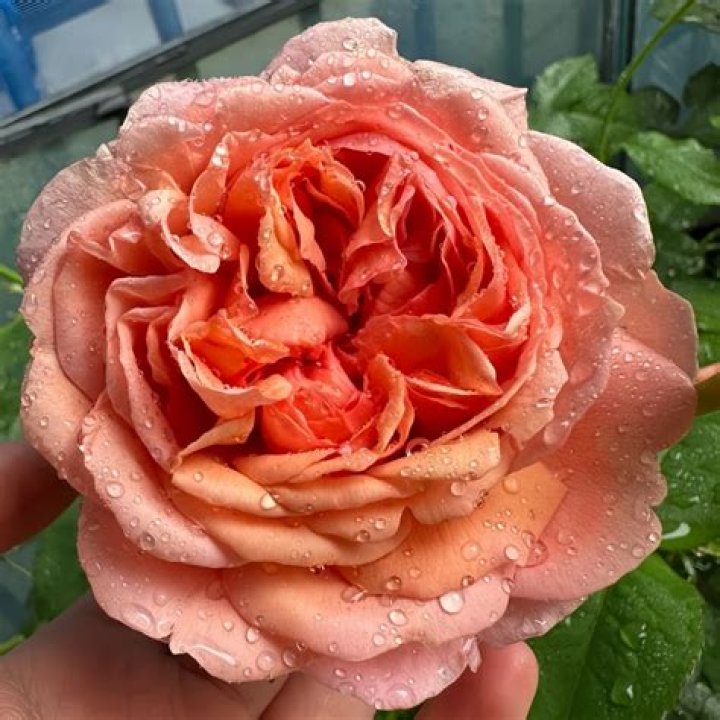 Paul covered Rose's boobs in a series of photos uploaded to Instagram