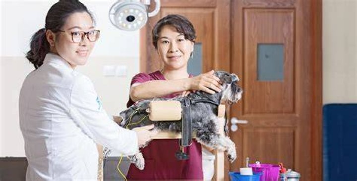 Pet clinics across China are offering the service for as little as &pound;33