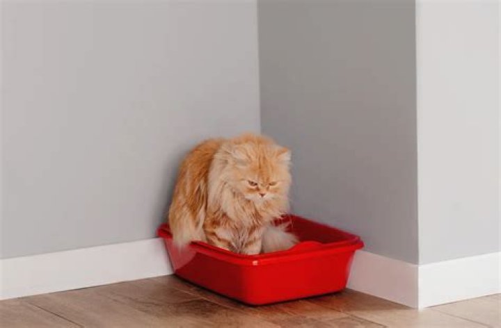 Pet experts have warned against overfeeding at Christmas time