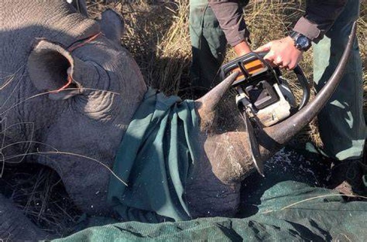 Poachers take off the heads of monkeys and leave them in the forests